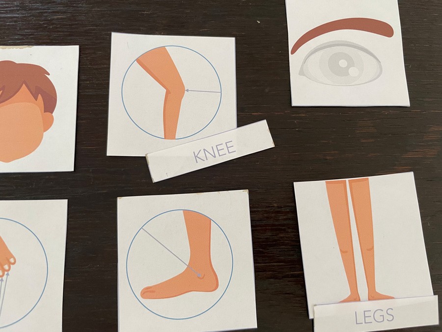 "Human body" - 10 Kart Pracy + 6 tablic z kartami trójdzielnymi + etui 10-Kart-pracy-angielski-Human-body-3