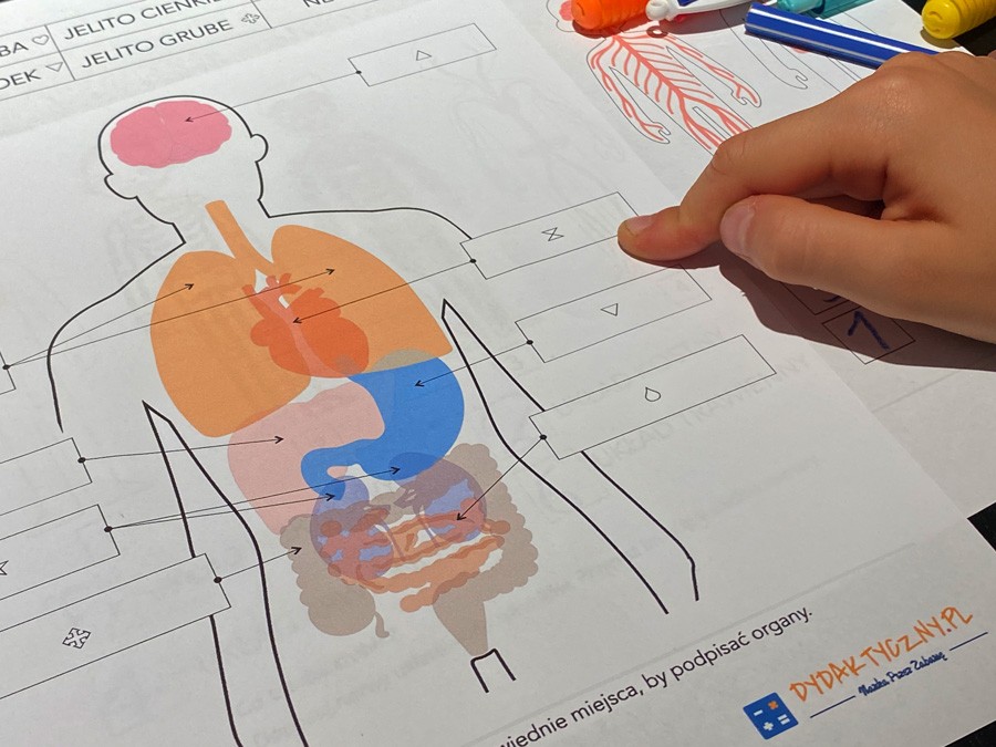 10 Kart Pracy - Anatomia dla malucha - Co mamy w środku? 10-kart-pracy-anatomia-dla-malucha-co-mamy-w-srodku-dydaktyczny.pl-3