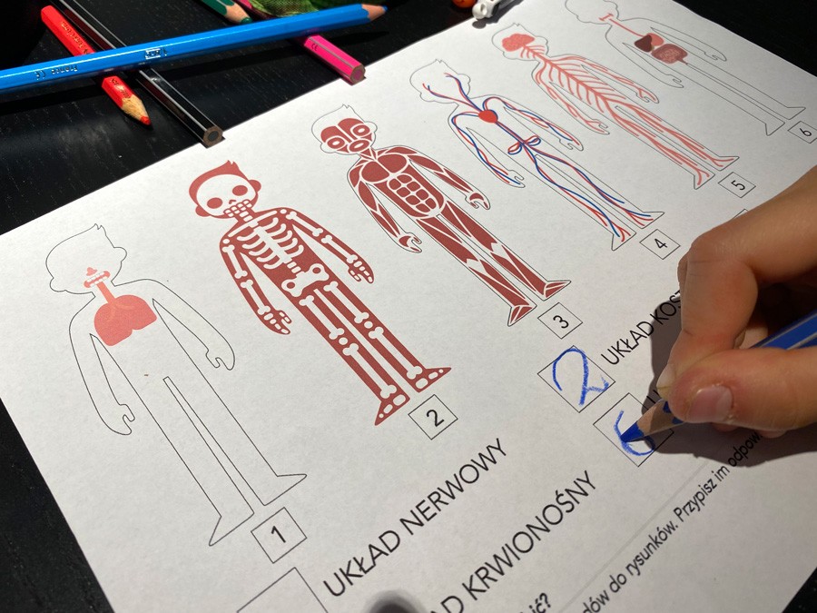 10 Kart Pracy - Anatomia dla malucha - Co mamy w środku? 10-kart-pracy-anatomia-dla-malucha-co-mamy-w-srodku-dydaktyczny.pl-7