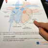 18 Kart Pracy – Anatomia człowieka  dydaktyczny