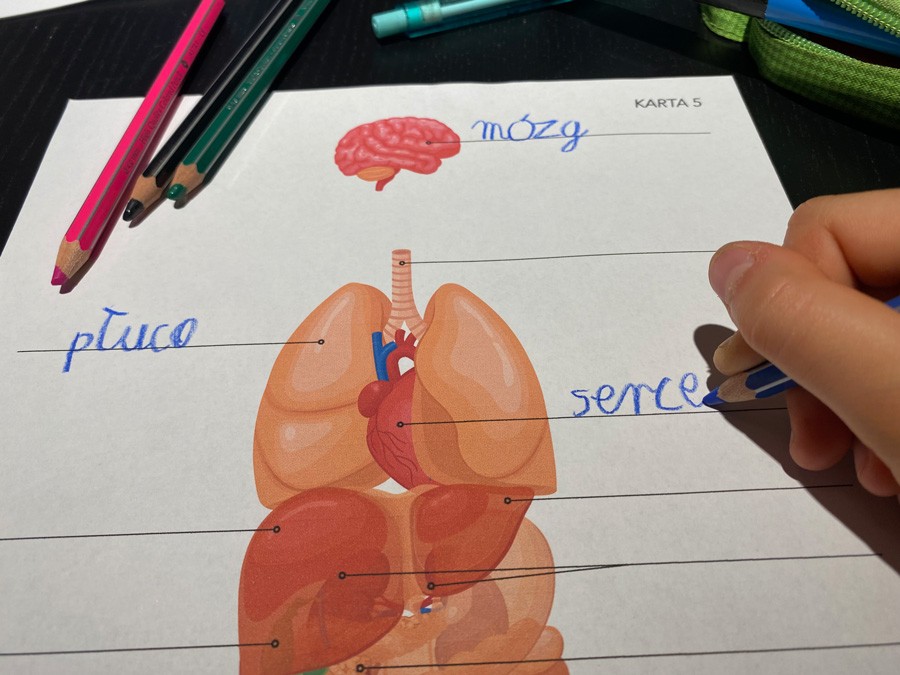 18 Kart Pracy - Anatomia człowieka 18-kart-pracy-anatomia-czlowieka-dydaktyczny.pl-2