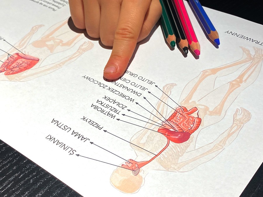 18 Kart Pracy - Anatomia człowieka 18-kart-pracy-anatomia-czlowieka-dydaktyczny.pl-3