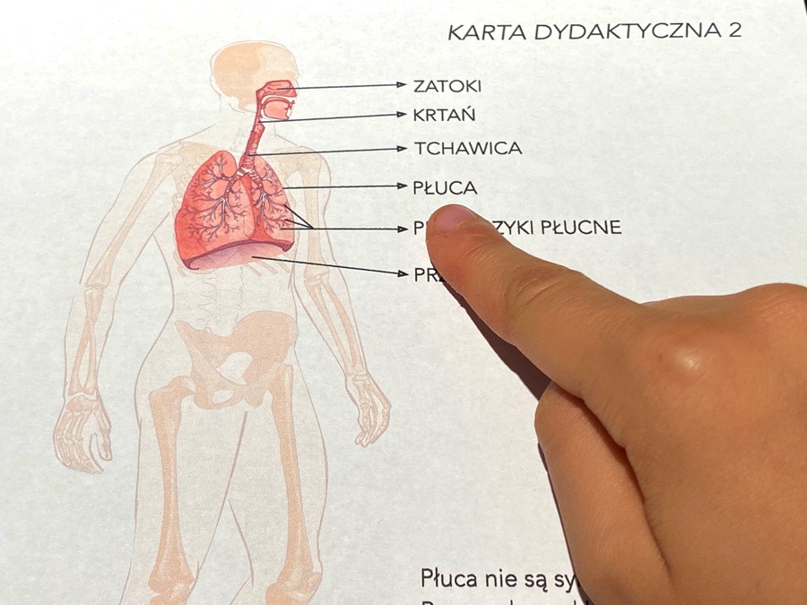 18 Kart Pracy - Anatomia człowieka 18-kart-pracy-anatomia-czlowieka-dydaktyczny.pl-4