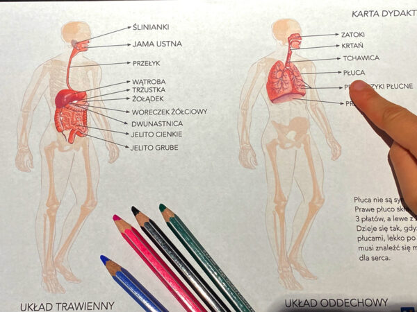 18 Kart Pracy – Anatomia człowieka dydaktyczny
