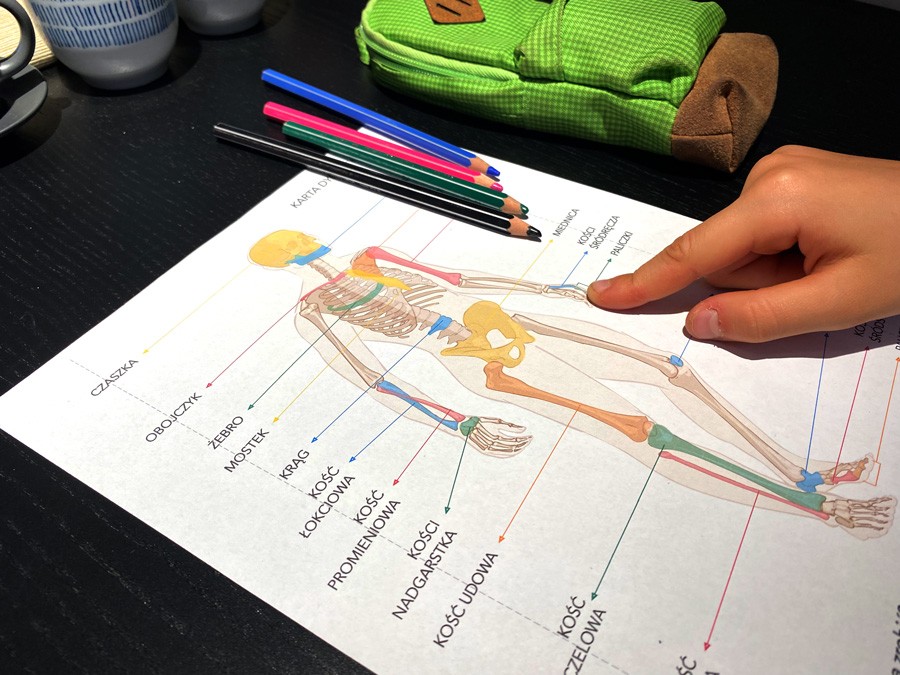 18 Kart Pracy - Anatomia człowieka 18-kart-pracy-anatomia-czlowieka-dydaktyczny.pl-6